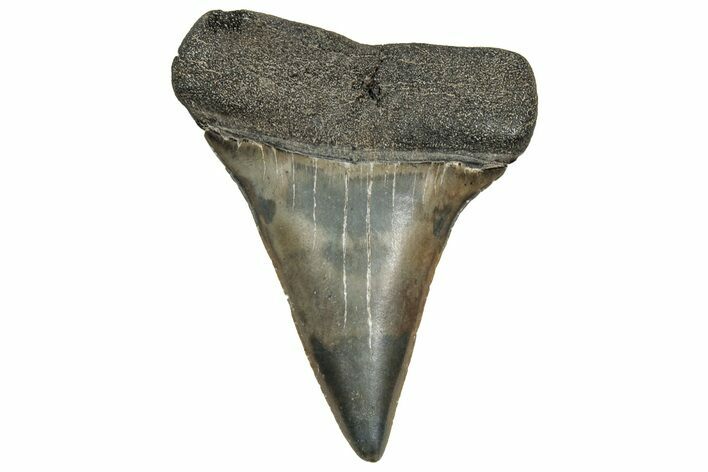 Fossil Broad-Toothed Mako Tooth - South Carolina #328946